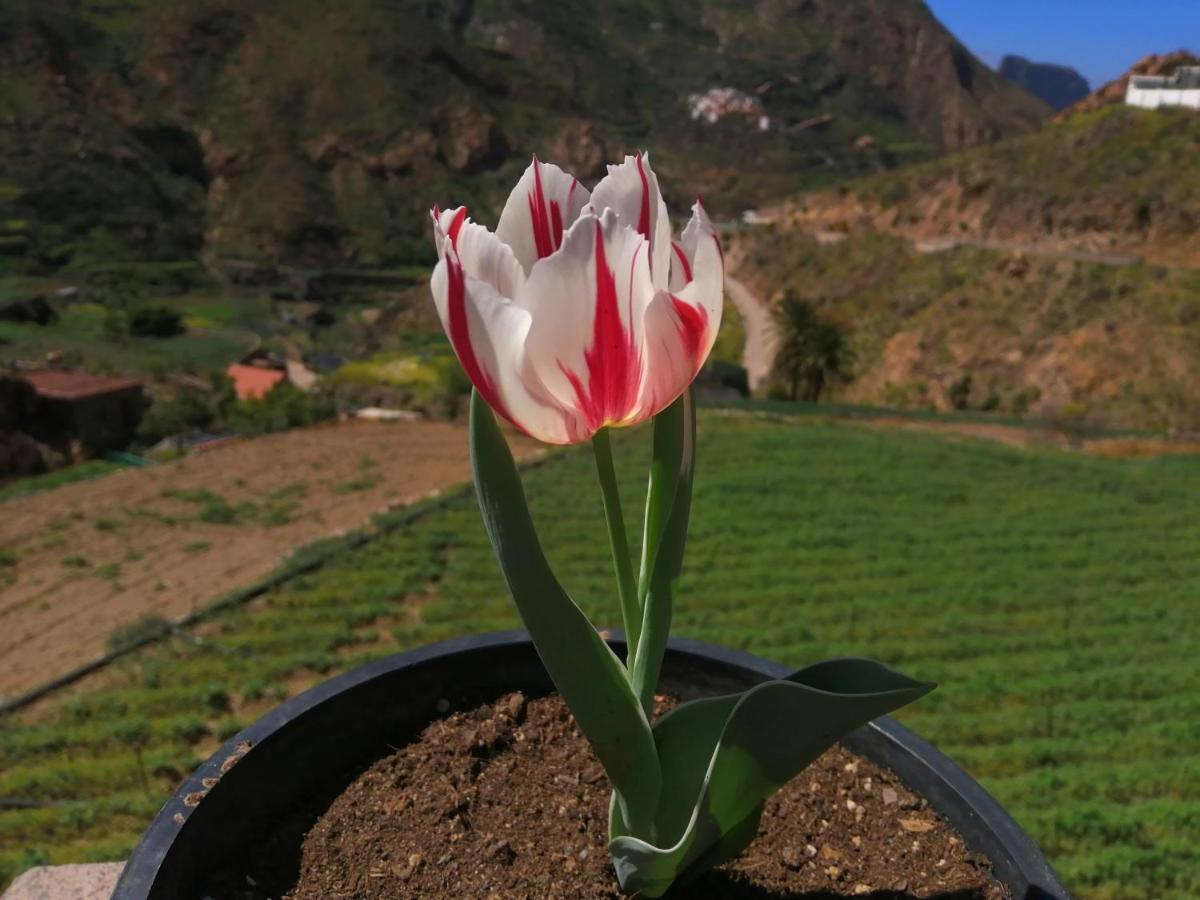 הוילה טחדה Casa Rural La Solana מראה חיצוני תמונה